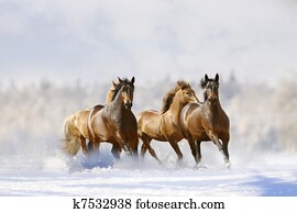 horses run horses run