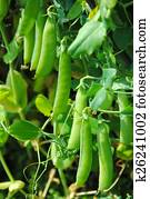The stems of peas The stems of peas
