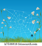 Web spider Web spider