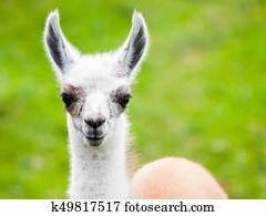 bebê, lhama, portrait., cute, americano sul, mamífero