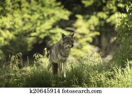 Coyote in a forest Coyote in a forest