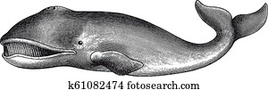 Greenland Whale Engraving Vintage Illustration Greenland Whale Engraving Vintage Illustration