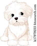 Maltese Puppy Dog Maltese Puppy Dog