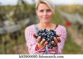 Portrait of woman holding grapes in vineyard in autumn, harvest concept. Portrait of woman holding grapes in vineyard in autumn, harvest concept.