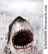 Shark attack Shark attack