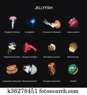 מדוזה, וקטור, קבע, ב, דירה, סיגנון, design., שונה, סוג, של, חיים תת מימיים, סוג, איקונים, collection.