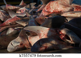Dead snapper sharks