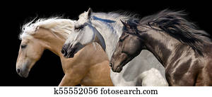Horses in motion on black Horses in motion on black