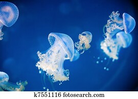 Jellyfish Jellyfish