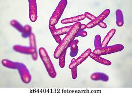 Probiotic bacteria, normal intestinal microflora Probiotic bacteria, normal intestinal microflora