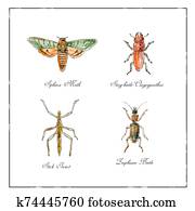 Sphinx Moth, Stag beetle, Stick Insect and Zuphium Beetle Vintage Collection Sphinx Moth, Stag beetle, Stick Insect and Zuphium Beetle Vintage Collection