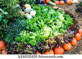 vegetable Garden in thailand vegetable Garden in thailand