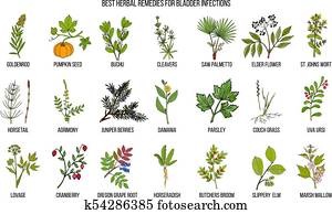 הכי טוב, הרבאלי, פתרונות, ל, שלפוחית שתן, זהומים