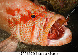 שרימפ יותר נקי