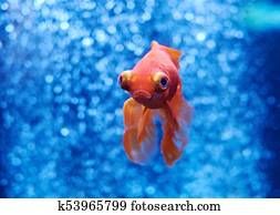 金魚 中に 青い水 そして 空気 泡 の後ろ 写真館 イメージ館 K Fotosearch