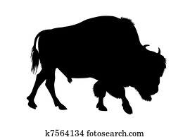 Bison Bison