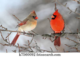 Cardinals In Snow Cardinals In Snow