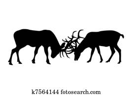 Deer Deer