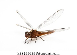 dragonfly dragonfly
