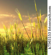 hermoso, ocaso, encima, el, campo de trigo