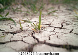 חיטה, ב, בצורת, תחום