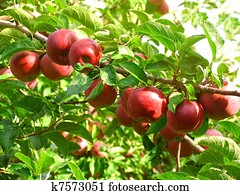 Red apples in the orchard Red apples in the orchard