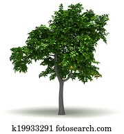 Single Lemon Tree Single Lemon Tree
