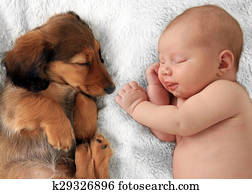 sova, baby, och, valp