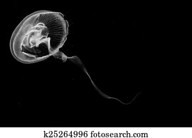 Jellyfish Jellyfish