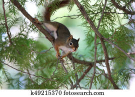 Red Squirrel Red Squirrel