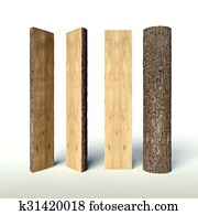 Set of Cut tree trunk, cross section