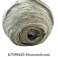 wasp´s nest