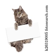 Beautiful Cat Holding Blank Sign
