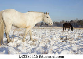 Pferd Fohlen Laufende Per Zaun Schnee Bilder 3 Pferd Fohlen Laufende Per Zaun Schnee Stock Fotos Fotosearch