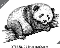 svartvitt, gravera, isolerat, panda, vektor, illustration