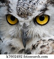 Snowy Owl Snowy Owl