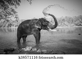 פיל, bathing,, kerala,, הודו