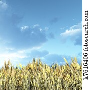 campo de trigo, en, el, ocaso