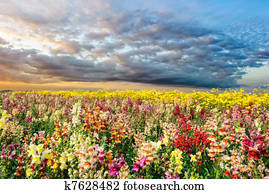 Colorful summer field Colorful summer field