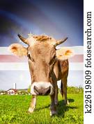 Cow with flag on background series - Cape Verde
