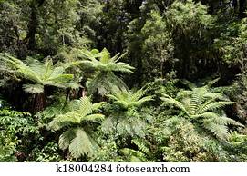 Fiordland, -, nova zelândia