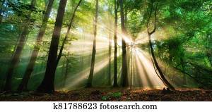 Luminous rays of sunlight in a misty green forest Luminous rays of sunlight in a misty green forest