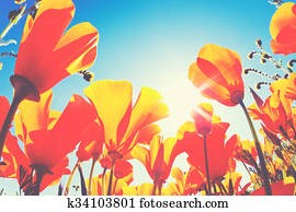 Spring Flowers Spring Flowers