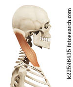the sternocleidomastoid the sternocleidomastoid