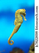 Yellow sea-horse