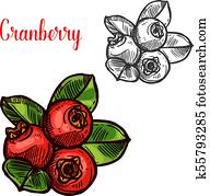 Cranberry vector sketch fruit berry icon Cranberry vector sketch fruit berry icon