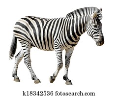 Isolated Burchell Zebra Isolated Burchell Zebra