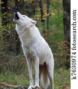Wolf howling Wolf howling