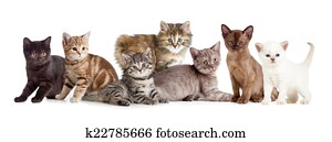 different kitten or cats group different kitten or cats group