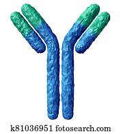 Antibody Anatomy Isolated Antibody Anatomy Isolated